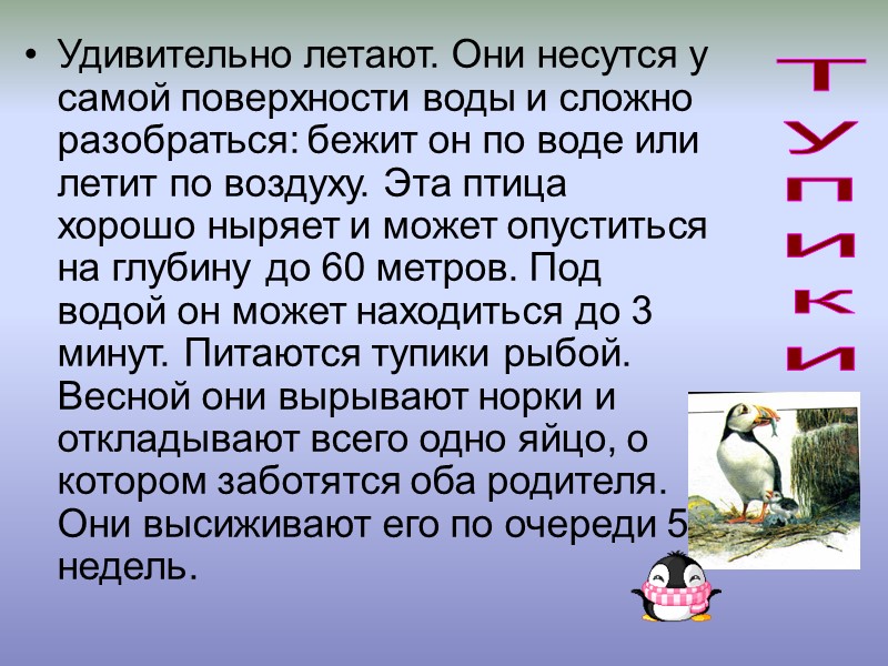 Удивительно летают. Они несутся у самой поверхности воды и сложно разобраться: бежит он по